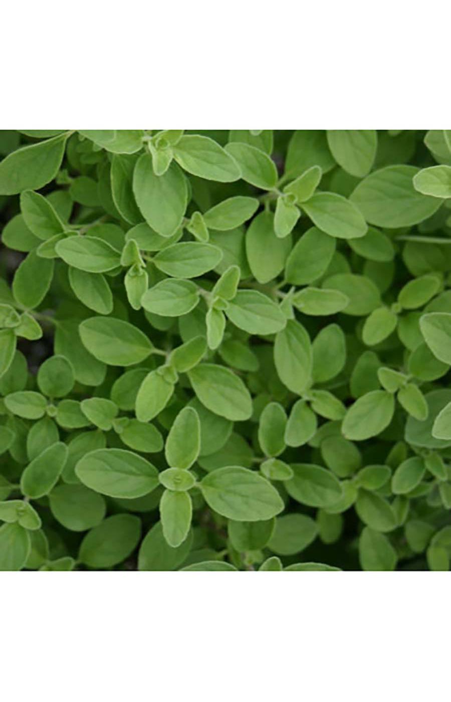 Natures Herb Farm Organic Oregano Italian Potted Herb; image 2 of 2