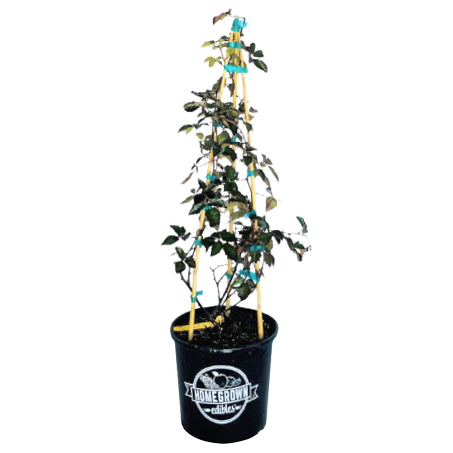 Greenleaf Nursery Prime Ark Traveler Blackberry Shop Potted plants at