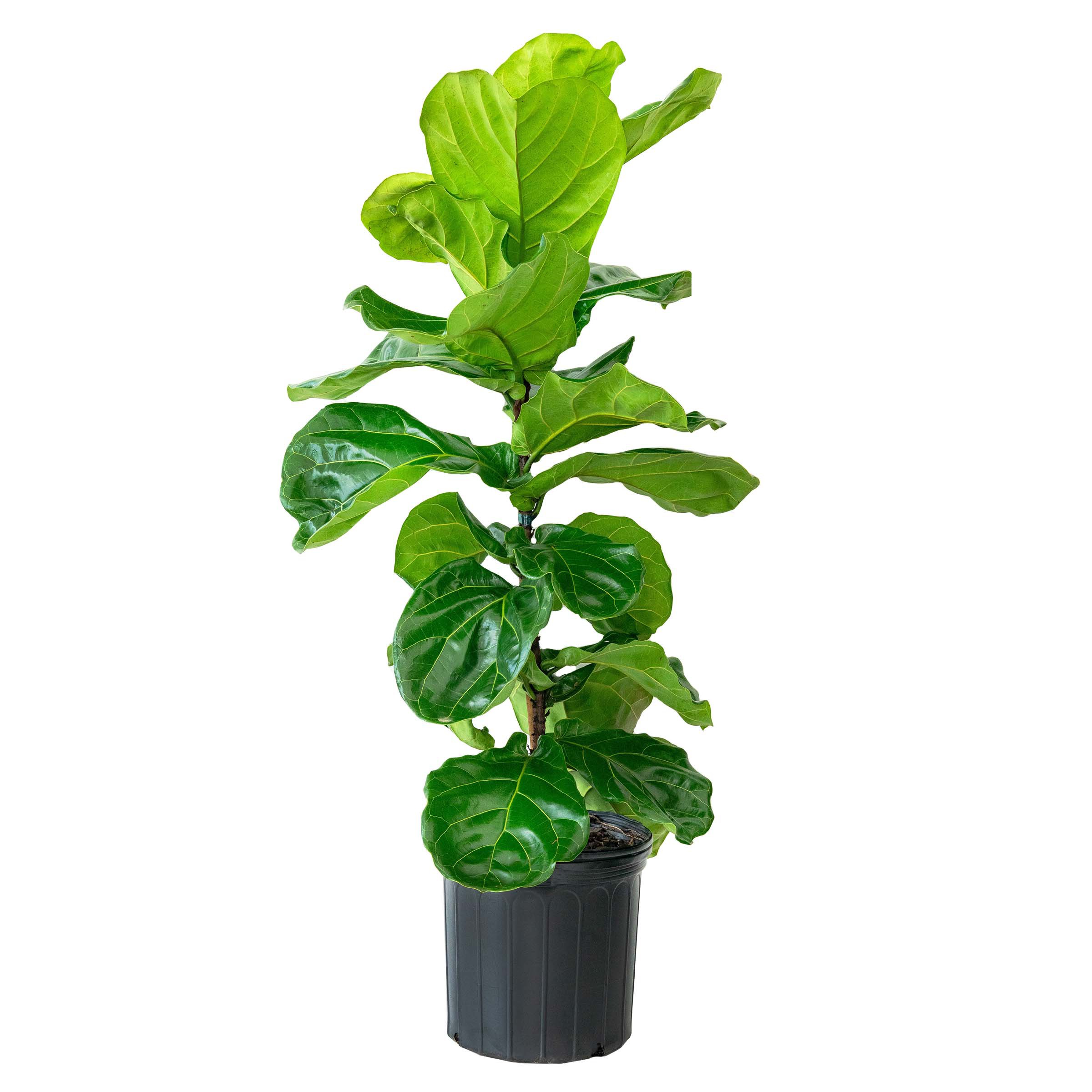Vera's Nursey Fiddle Leaf Column Fig Shop Potted plants at HEB