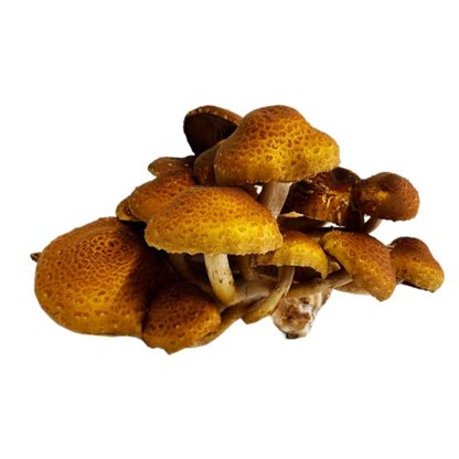 Hi-Fi Mycology Gourmet Mushroom Mix, 8 oz | Central Market