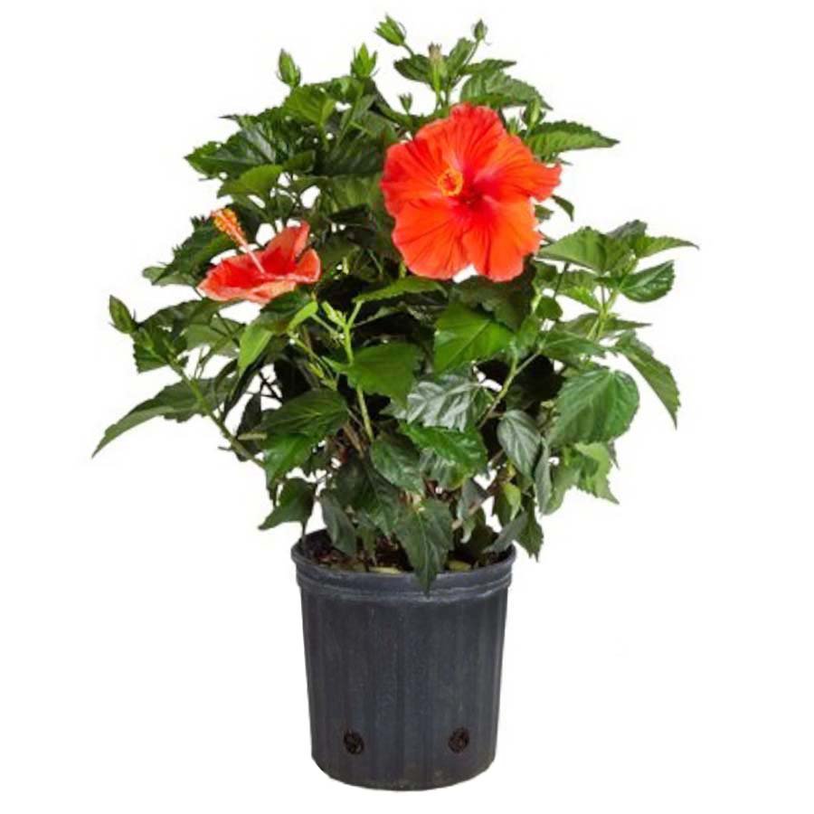 Vera's Nursery Assorted Color Hibiscus Bush - Shop Potted plants at H-E-B