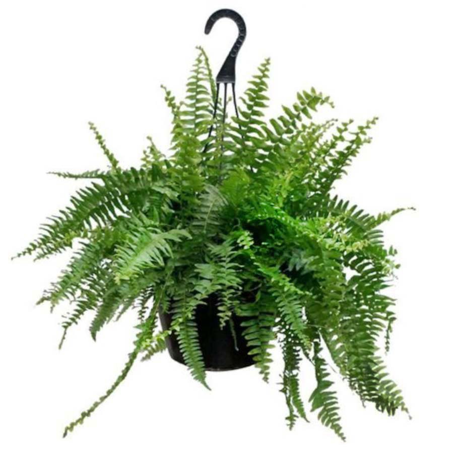 Vera's Nursery Boston Fern Hanging Basket Shop Potted plants at HEB