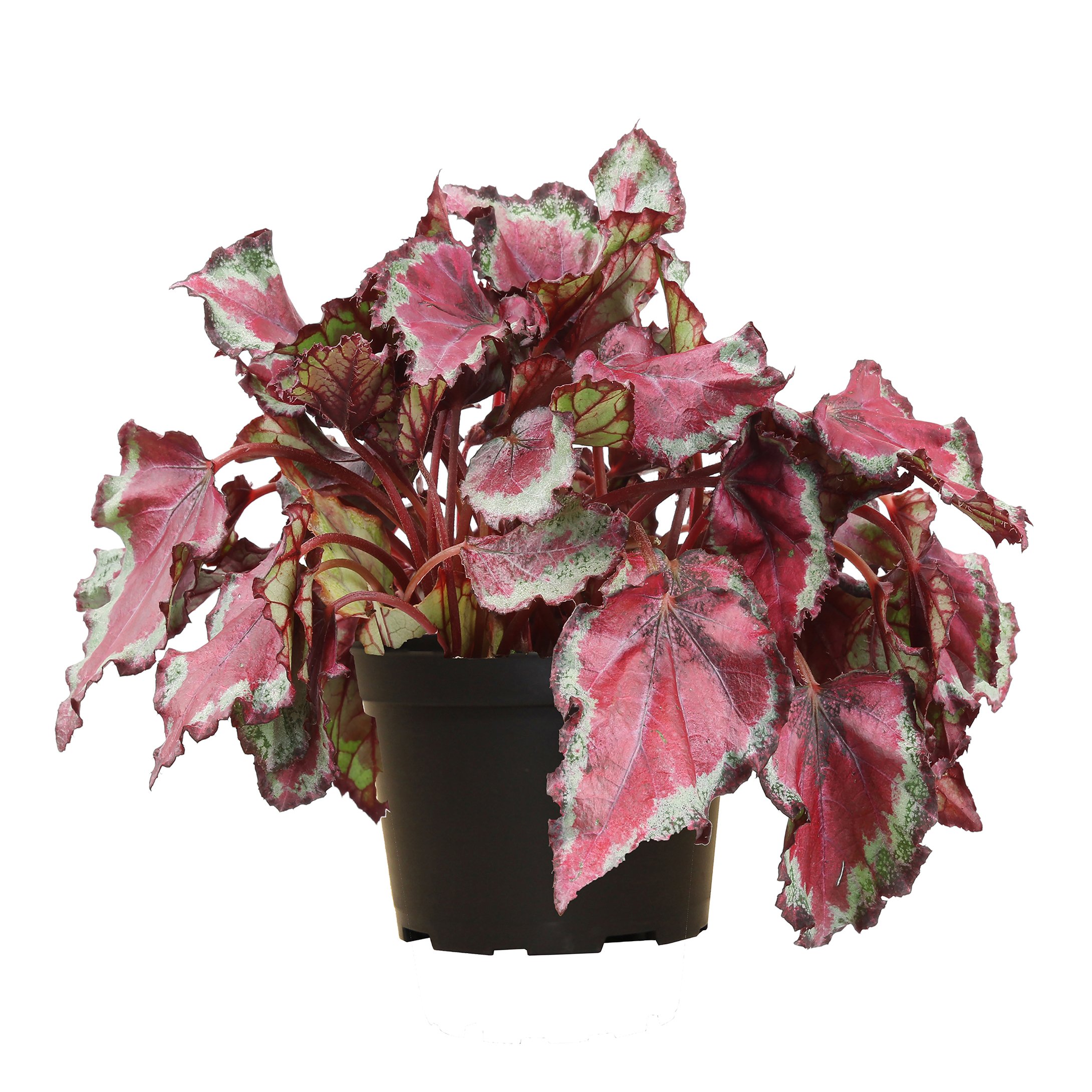 Costa Farms Premium Begonia Plant - Shop Potted plants at H-E-B