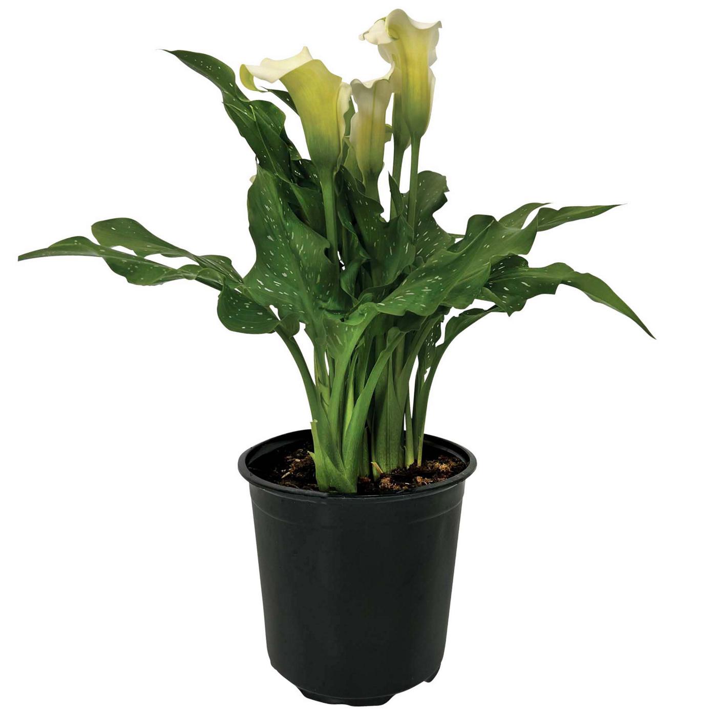 H-E-B Texas Roots Calla Lilies - White; image 1 of 3