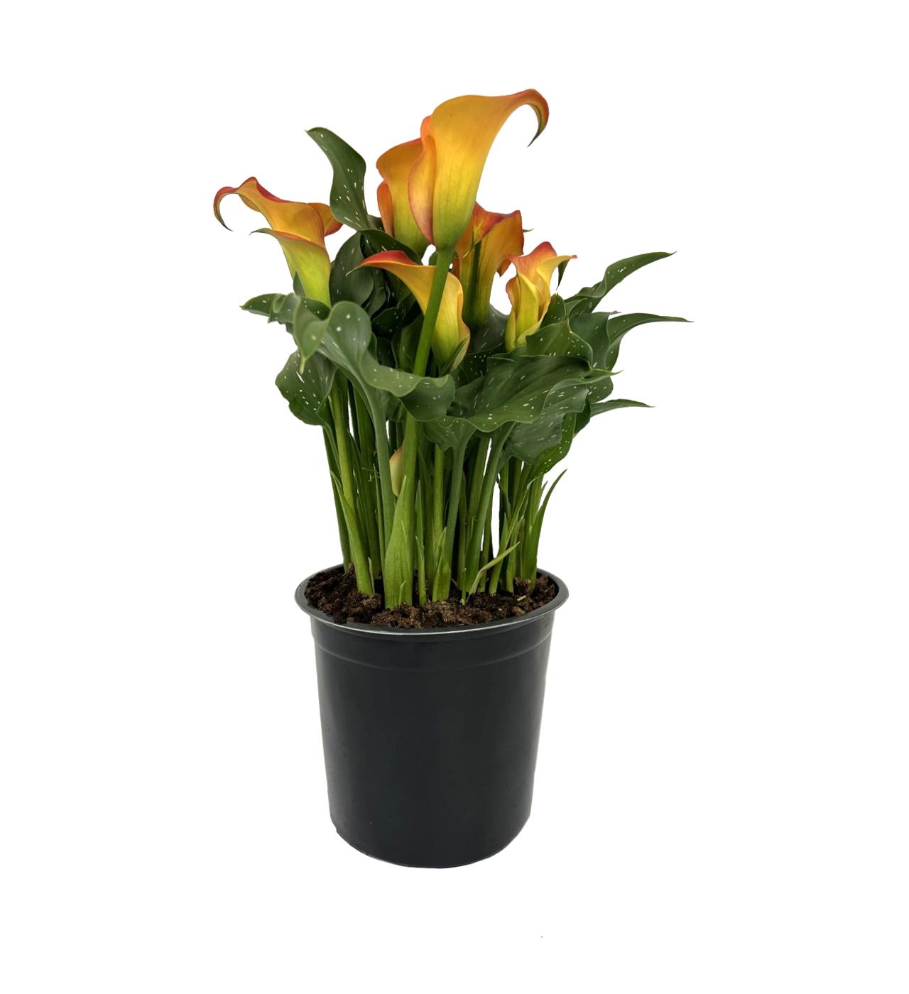 H-E-B Texas Roots Calla Lilies - Orange; image 1 of 3