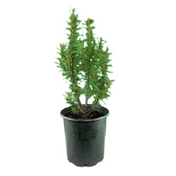 Natures Herb Farm Rosemary Gorizia Plant, 1 gal