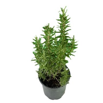 Natures Herb Farm Rosemary Gorizia Plant, 1 gal