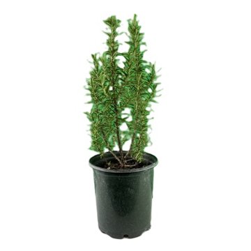 Natures Herb Farm Rosemary Gorizia Plant, 1 gal