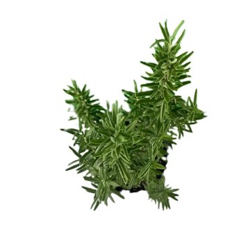 Natures Herb Farm Rosemary Gorizia Plant, 1 gal