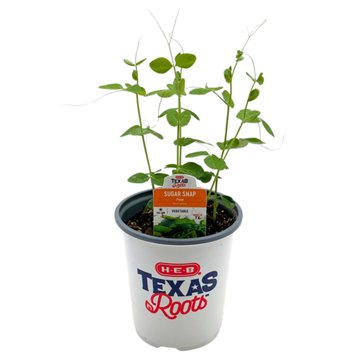 H-E-B Texas Roots Sugar Snap Pea Plant, 1 qt
