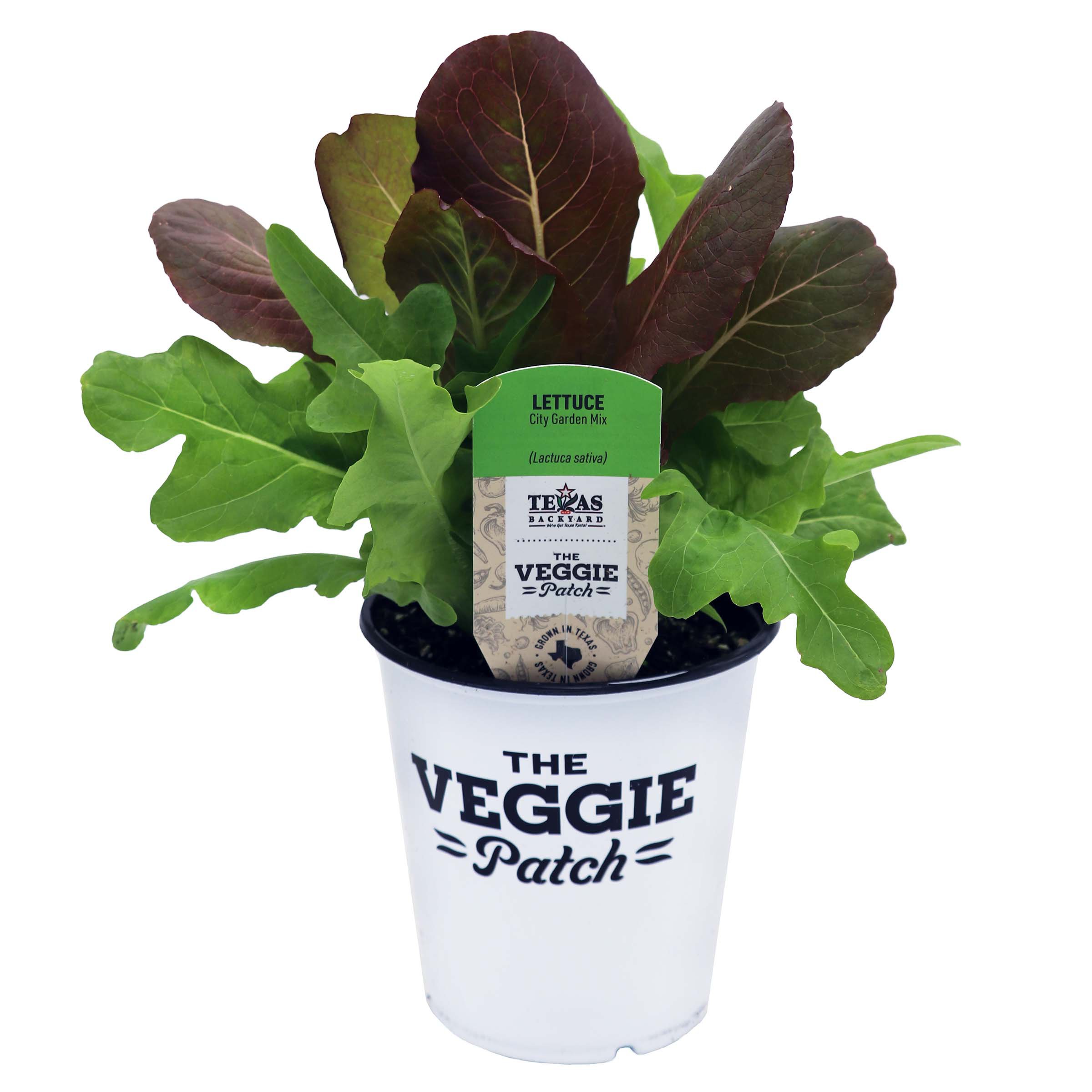 HEB Texas Backyard The Veggie Patch City Garden Mix Lettuce Plant