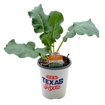 H-E-B Texas Roots Green Magic Broccoli Plant, 1 qt