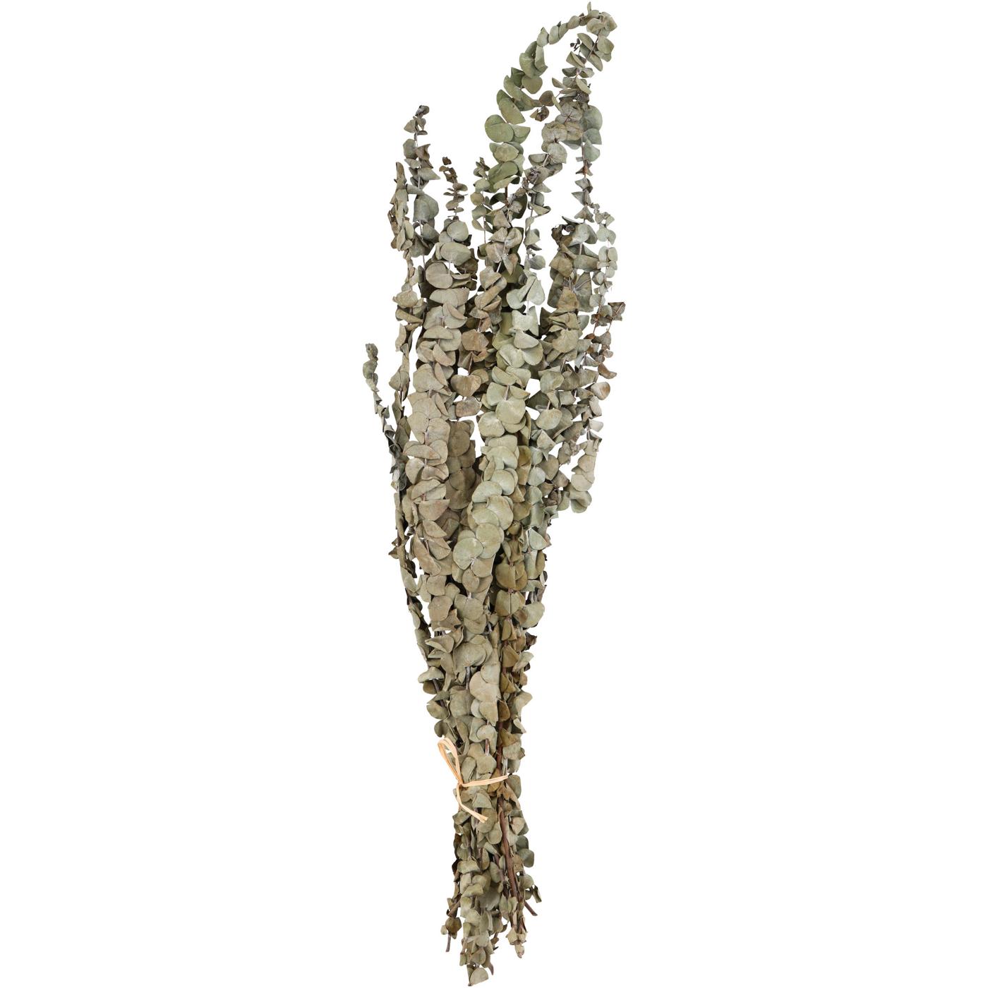 Haven + Key Dried Botanical Eucalyptus Bundle; image 1 of 2