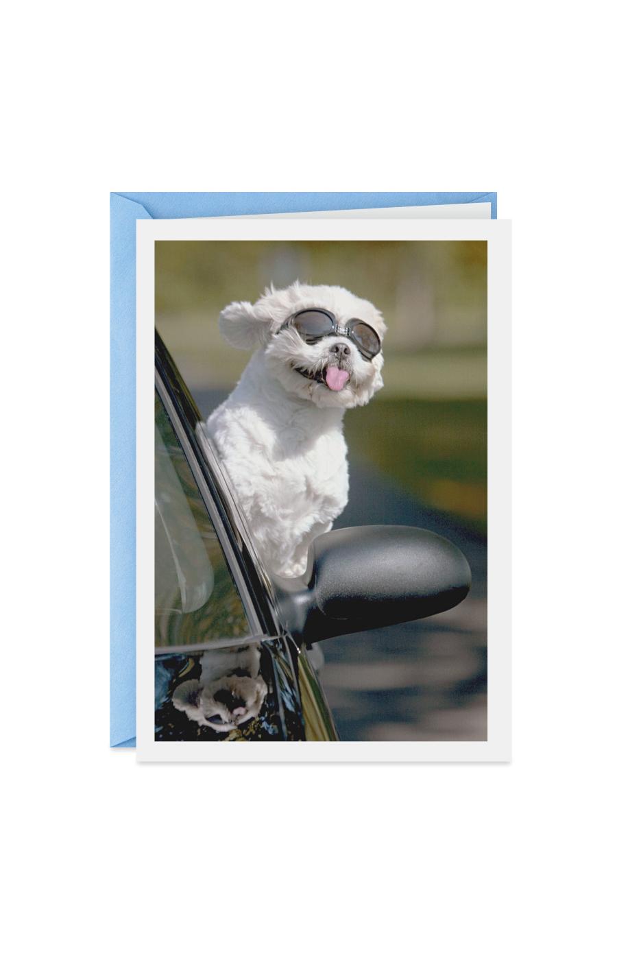 Hallmark Shoebox Dog In Car Funny Birthday Card - E20; image 1 of 6