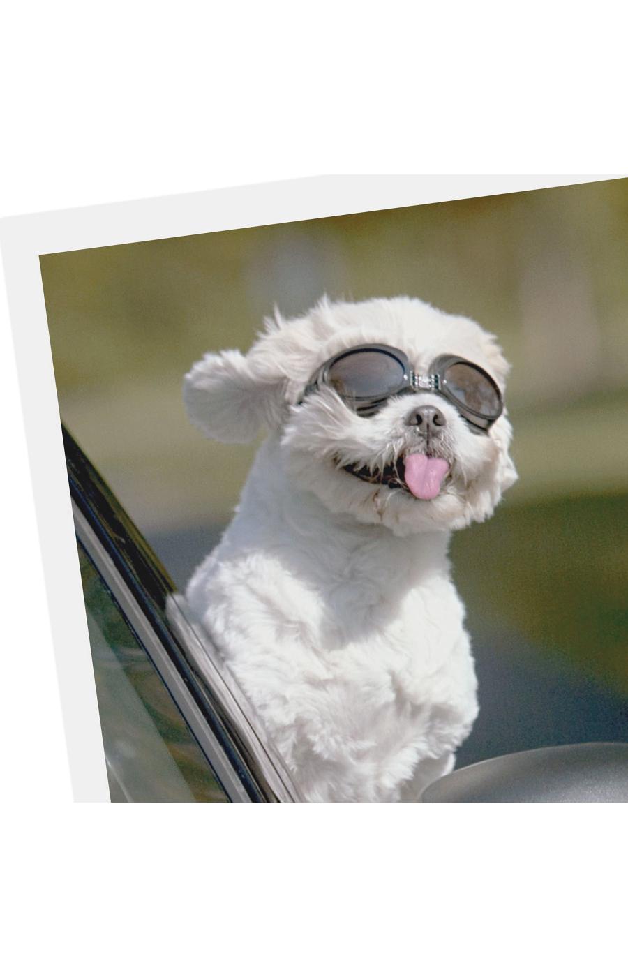 Hallmark Shoebox Dog In Car Funny Birthday Card - E20; image 4 of 6