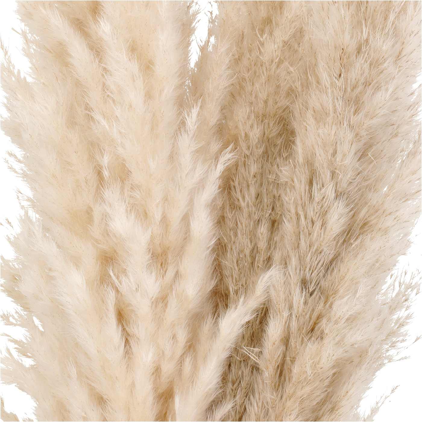 Haven Key Dried Botanical Pampas Grass Bundle Shop Seasonal Decor At H E B