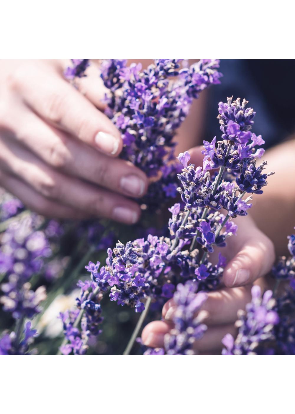 Herbal Essences Jojoba Oil & Lavender Curls Conditioner; image 3 of 9