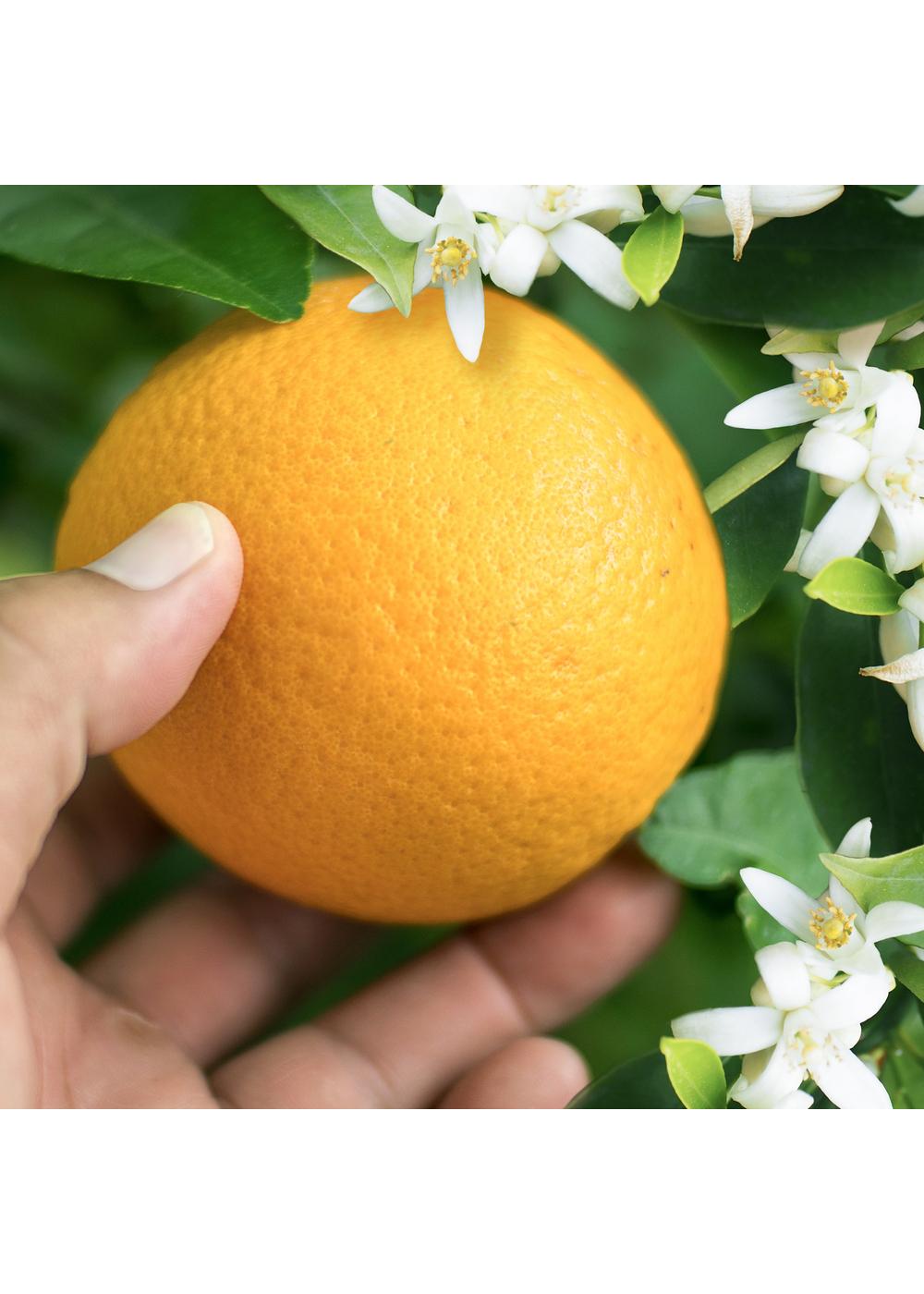 Herbal Essences Orange Blossom Volume Conditioner; image 7 of 9