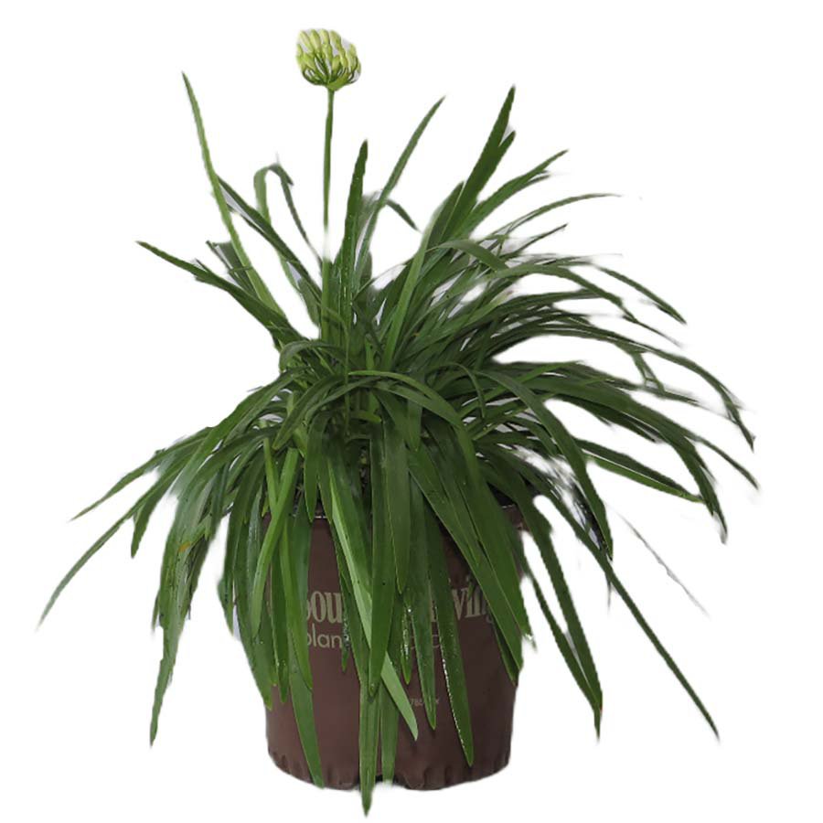 Greenleaf Nursery Ever White Lily of the Nile Potted Plant Shop