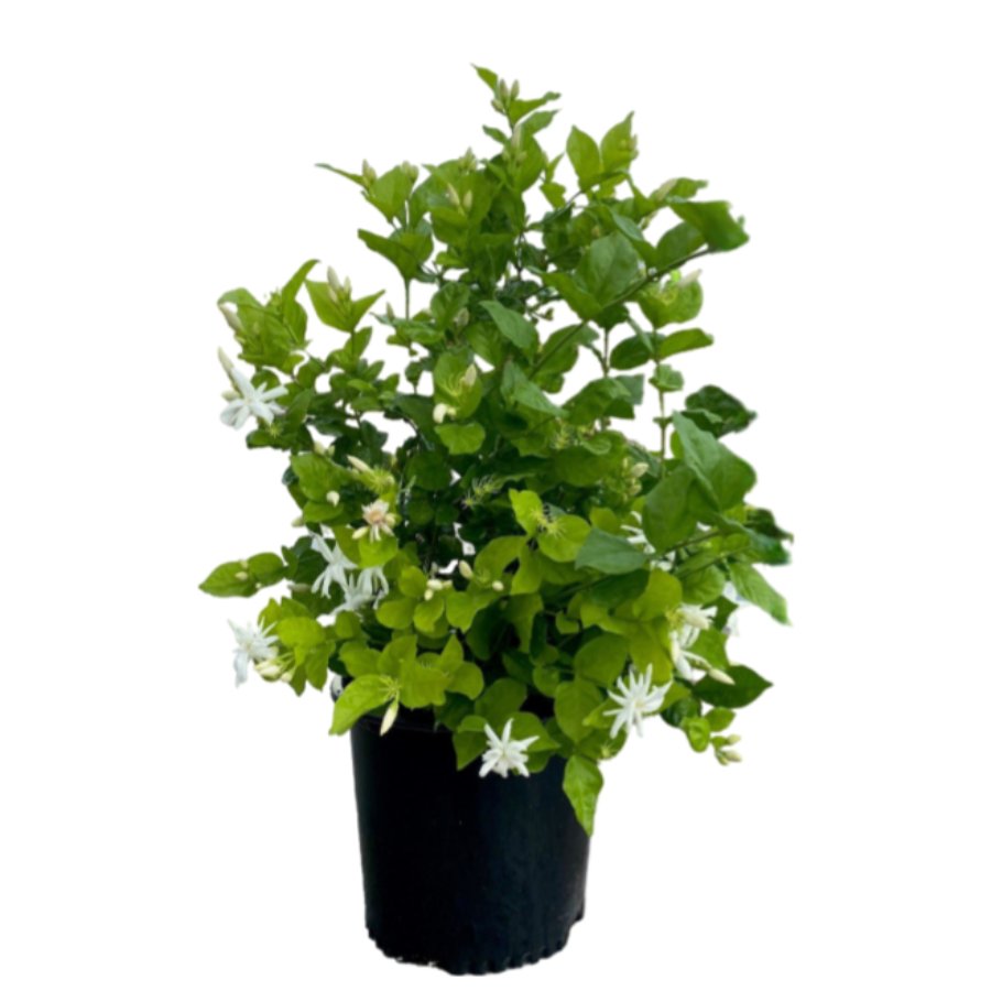 Jasmine Belle of India Sambac - Shop Potted plants at H-E-B