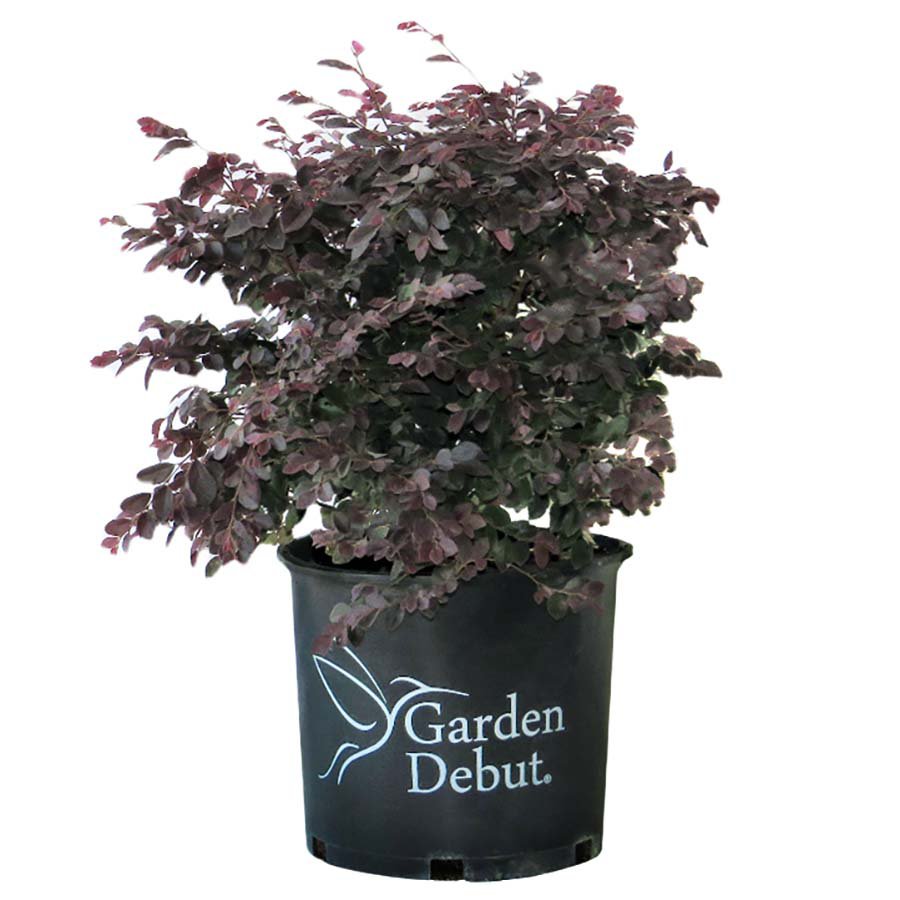 Greenleaf Nursery Cerise Charm Loropetalum Shop Potted plants at HEB