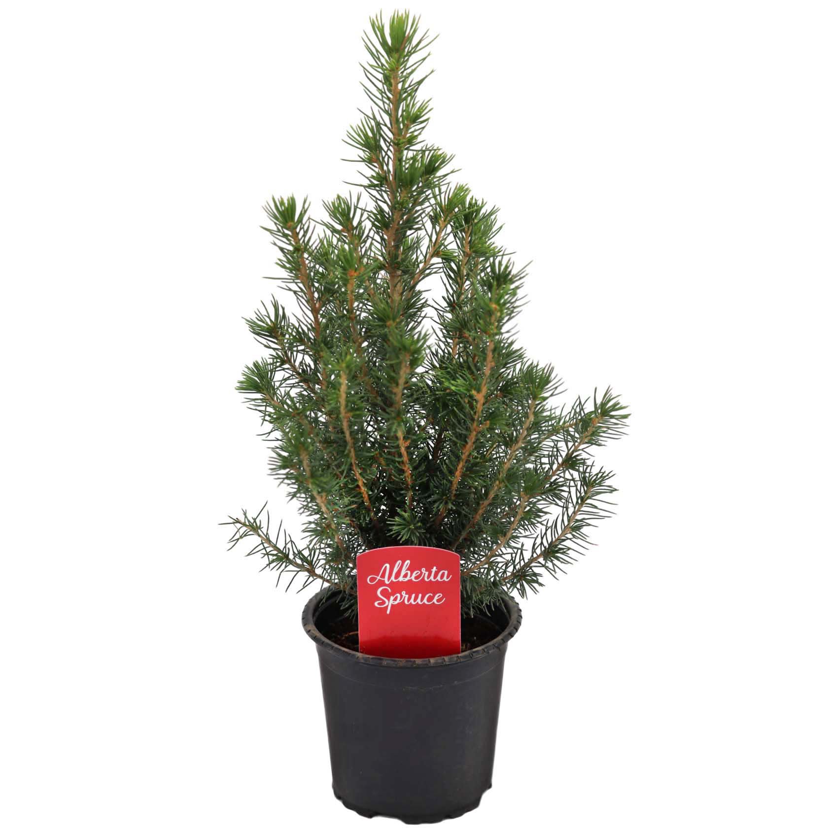 H-E-B Texas Backyard Alberta Spruce Potted Plant - Shop Potted plants ...