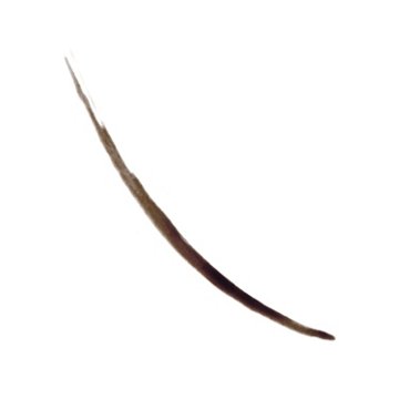 Revlon ColorStay Brow Ink Dark Brown