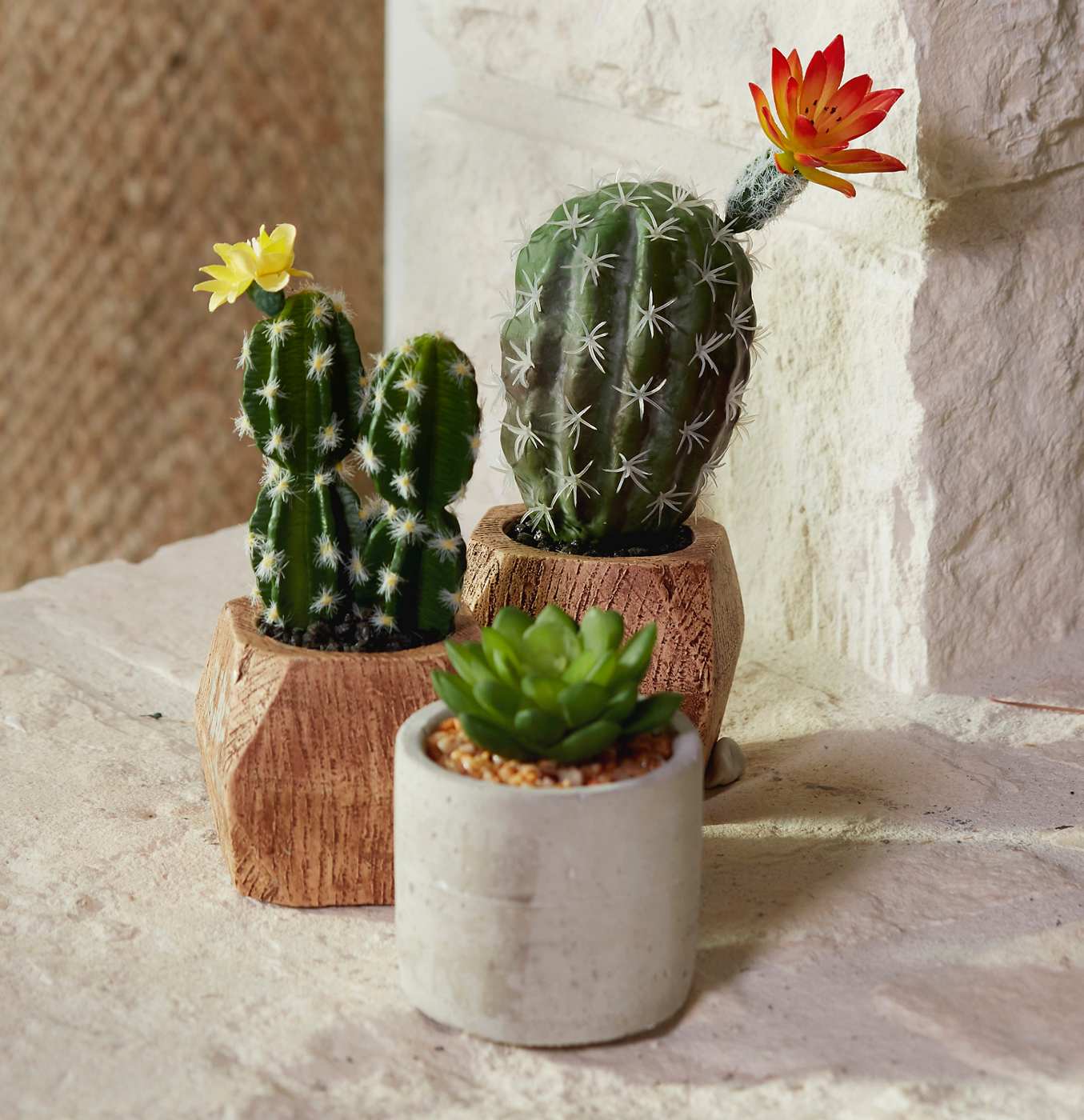 Haven + Key Faux Double Cactus in Wood Planter - Shop Seasonal
