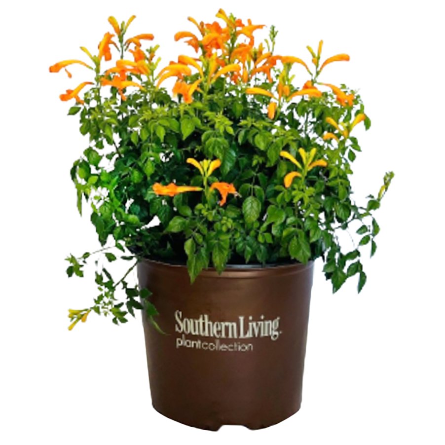 Greenleaf Nursery Cape Town Orange Shop Potted Plants at