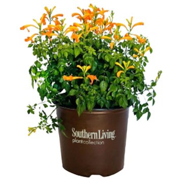 Greenleaf Nursery Cape Town Tecomaria - Orange, 3 gal