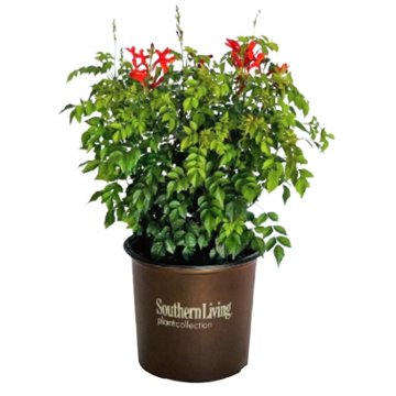 Greenleaf Nursery Cape Town Tecomaria - Red, 3 gal