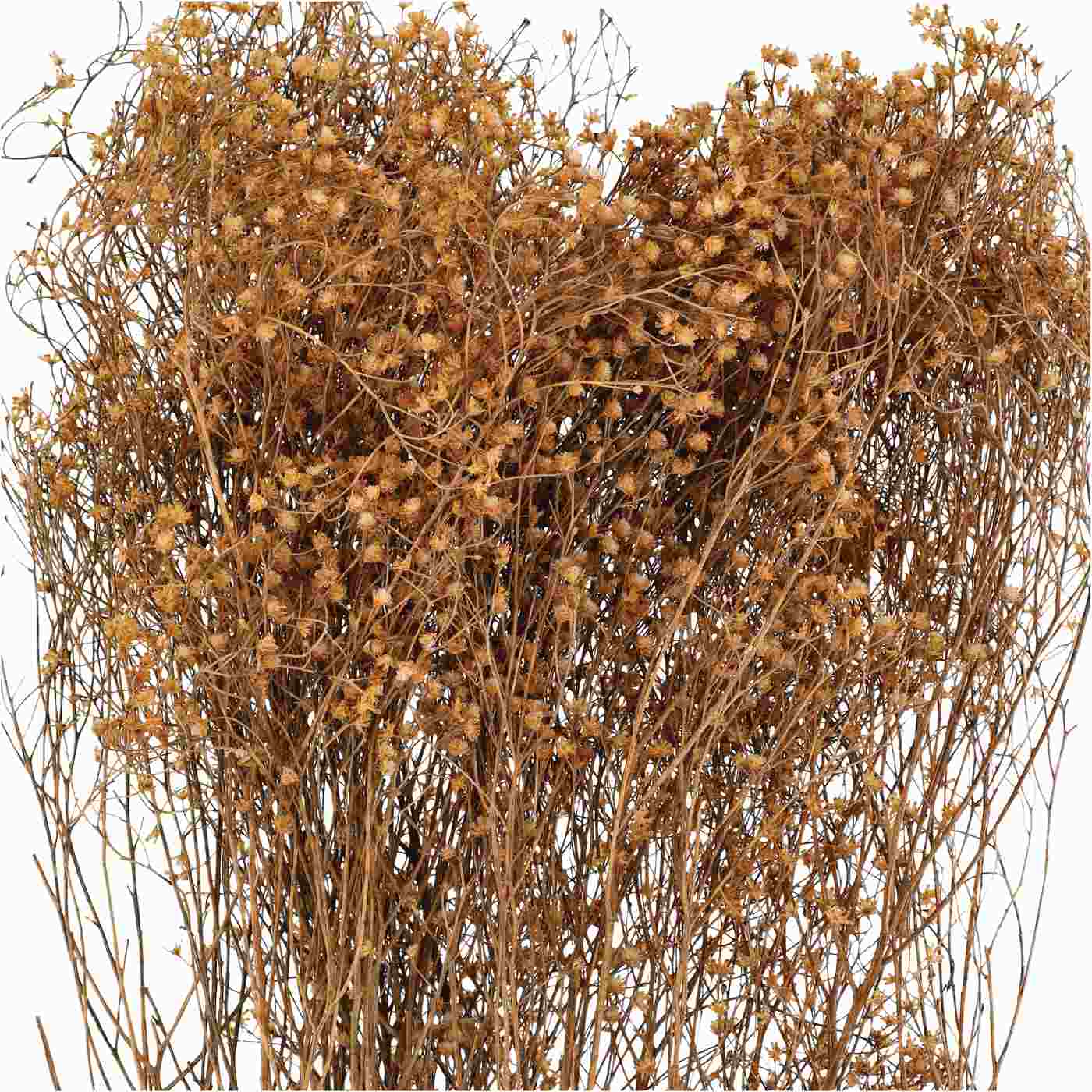 Haven + Key Botanical Dried Gypsy Grass Bundle; image 2 of 2