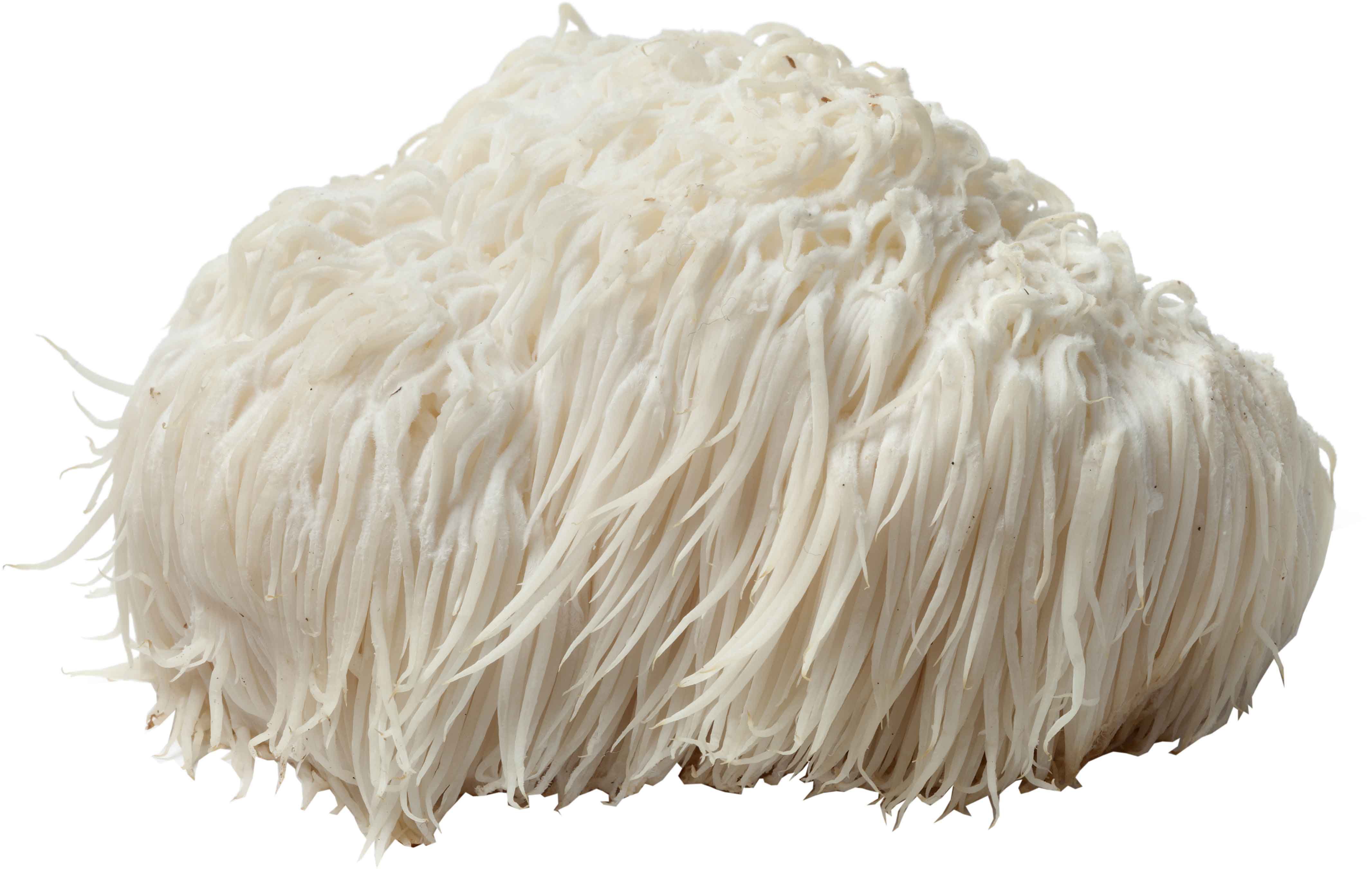 Organic Lions Mane Mushrooms Shop At H E B   005799038 1