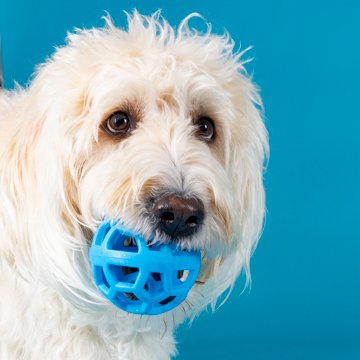 Woof & Whiskers Hol-ee Roller Ball Dog Toy
