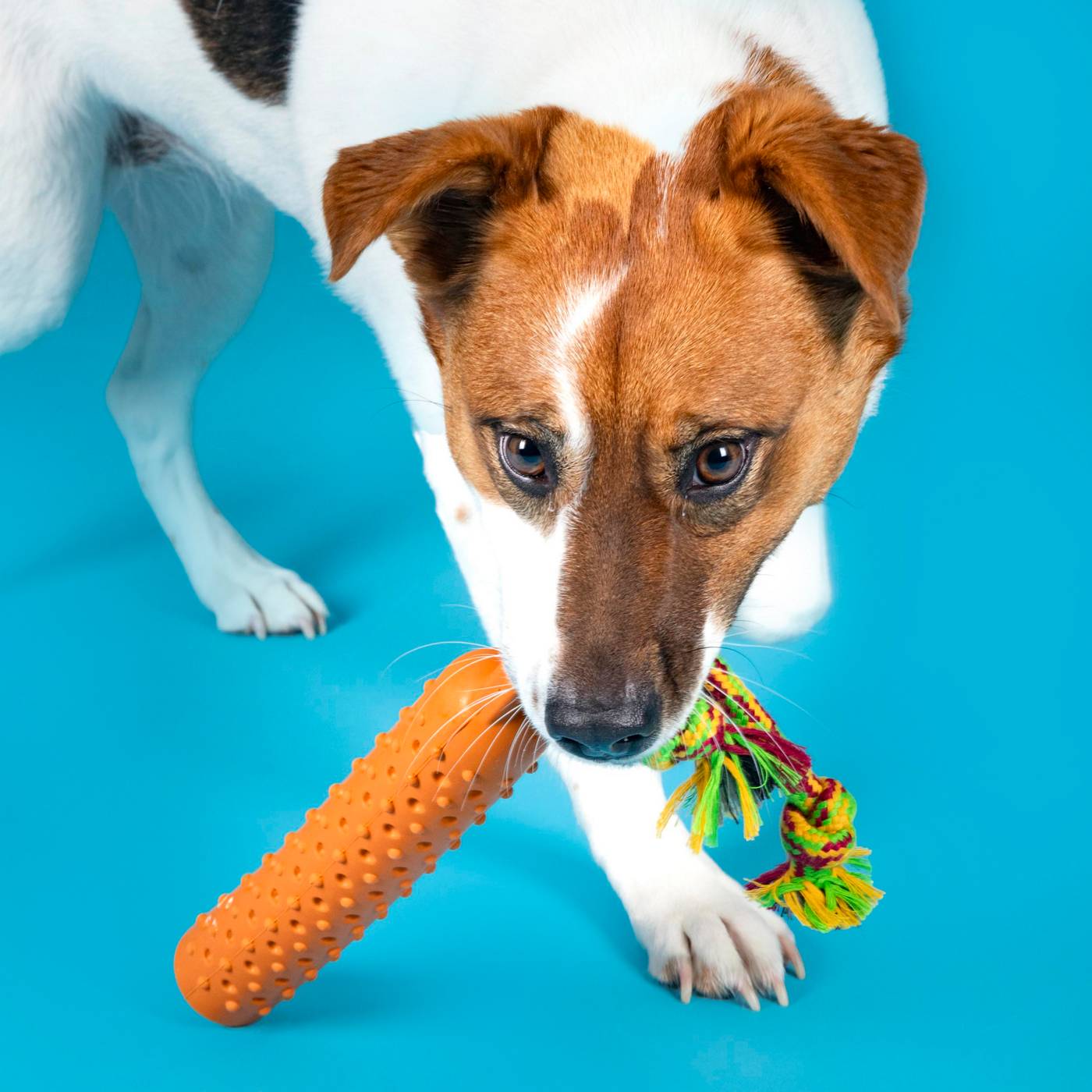 Woof & Whiskers TPR squeak stick with cotton rope 11 INCH; image 2 of 4