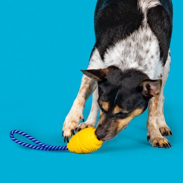 Woof & Whiskers Rugby Rope Dog Toy