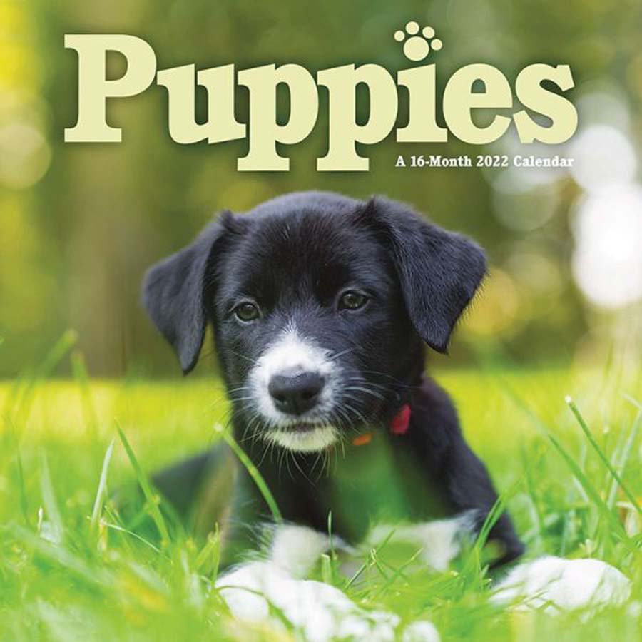 Trends International Puppies 2022 Mini Wall Calendar - Shop School & Office Supplies At H-E-B
