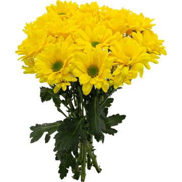 BLOOMS by H-E-B Yellow Poms