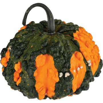 H-E-B Texas Roots Frankengourd Pumpkin