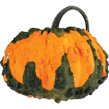 H-E-B Texas Roots Frankengourd Pumpkin