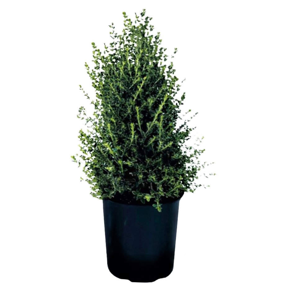 Greenleaf Nursery White Margin Cone Snow Rose Potted Plant Shop