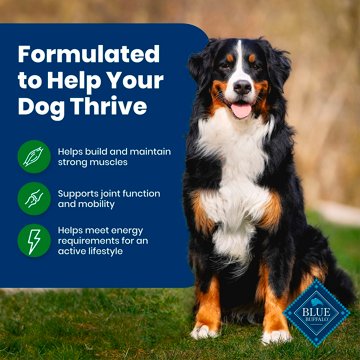 Blue Buffalo Life Protection Formula Dry Dog Food - Lamb