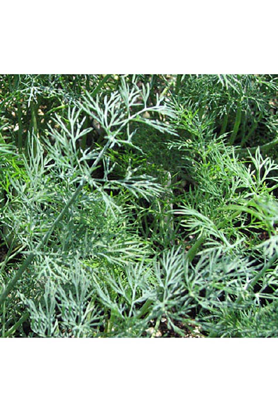 Natures Herb Farm Organic Bouquet Dill Potted Herb; image 2 of 2