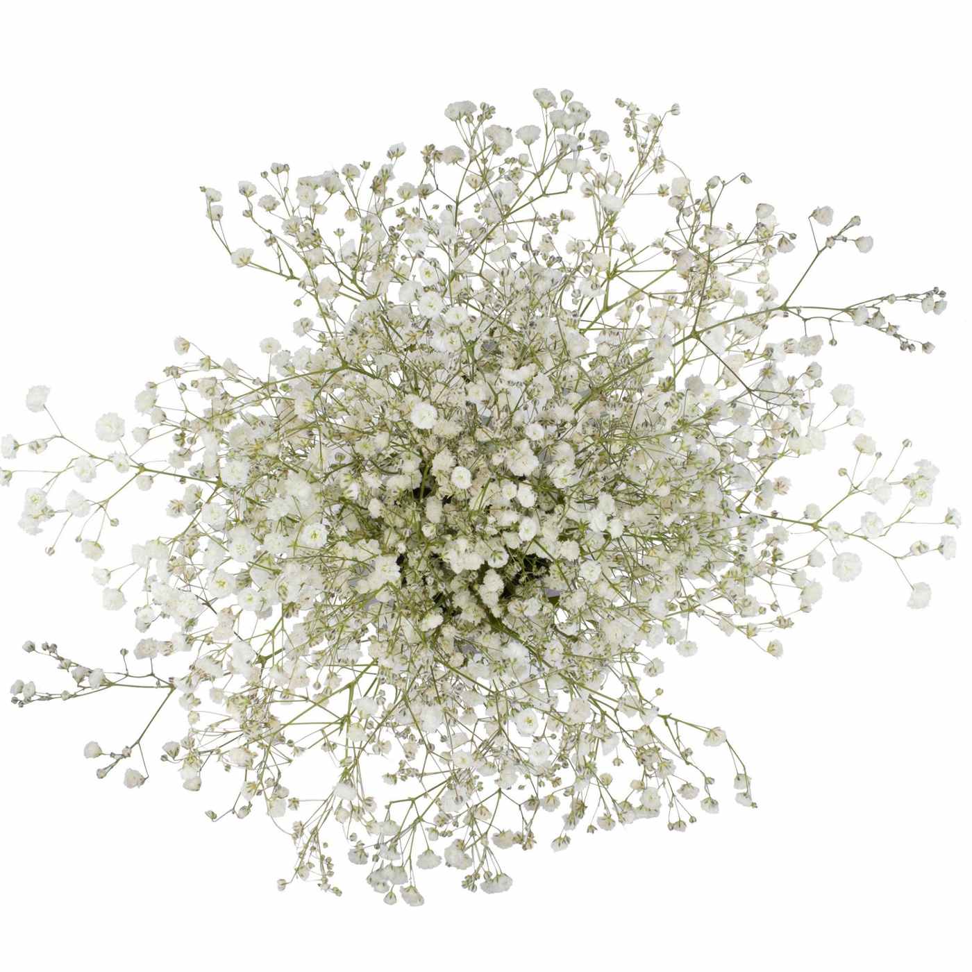 BLOOMS by HEB Baby's Breath Gypsophila Shop Flowers & arrangements