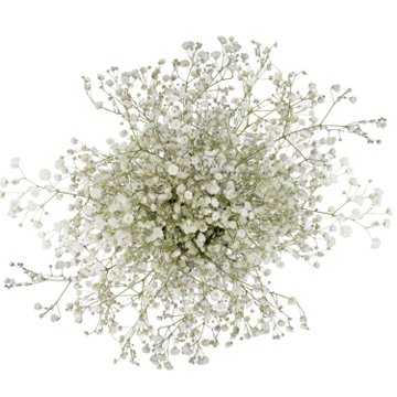 BLOOMS by H-E-B Baby's Breath Gypsophila, 1 bundle