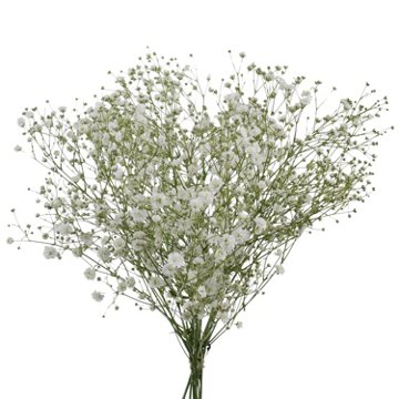 BLOOMS by H-E-B Baby's Breath Gypsophila, 1 bundle