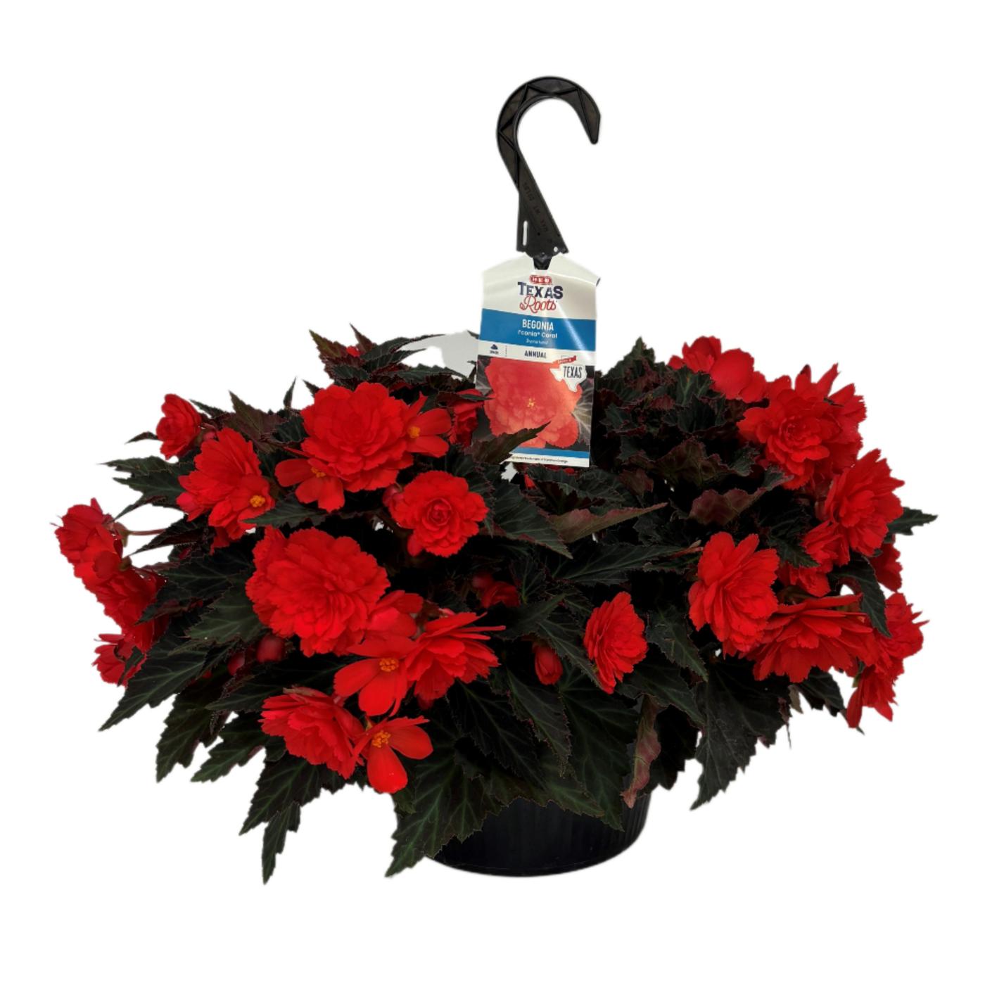 H-E-B Texas Roots I'conia Coral Begonia Hanging Basket; image 1 of 3