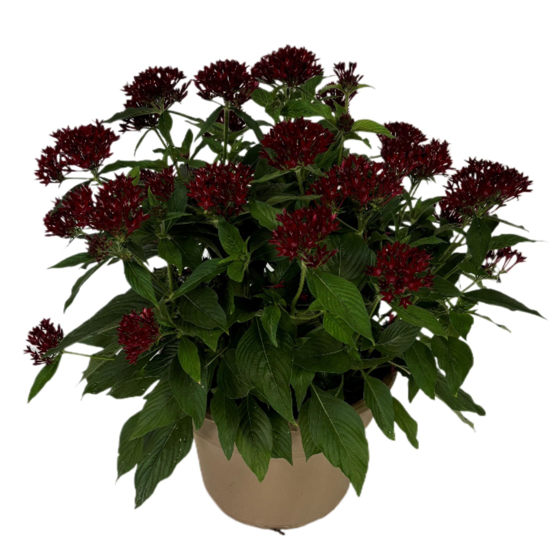 H-E-B Texas Roots Pentas - Red - Shop Potted plants at H-E-B