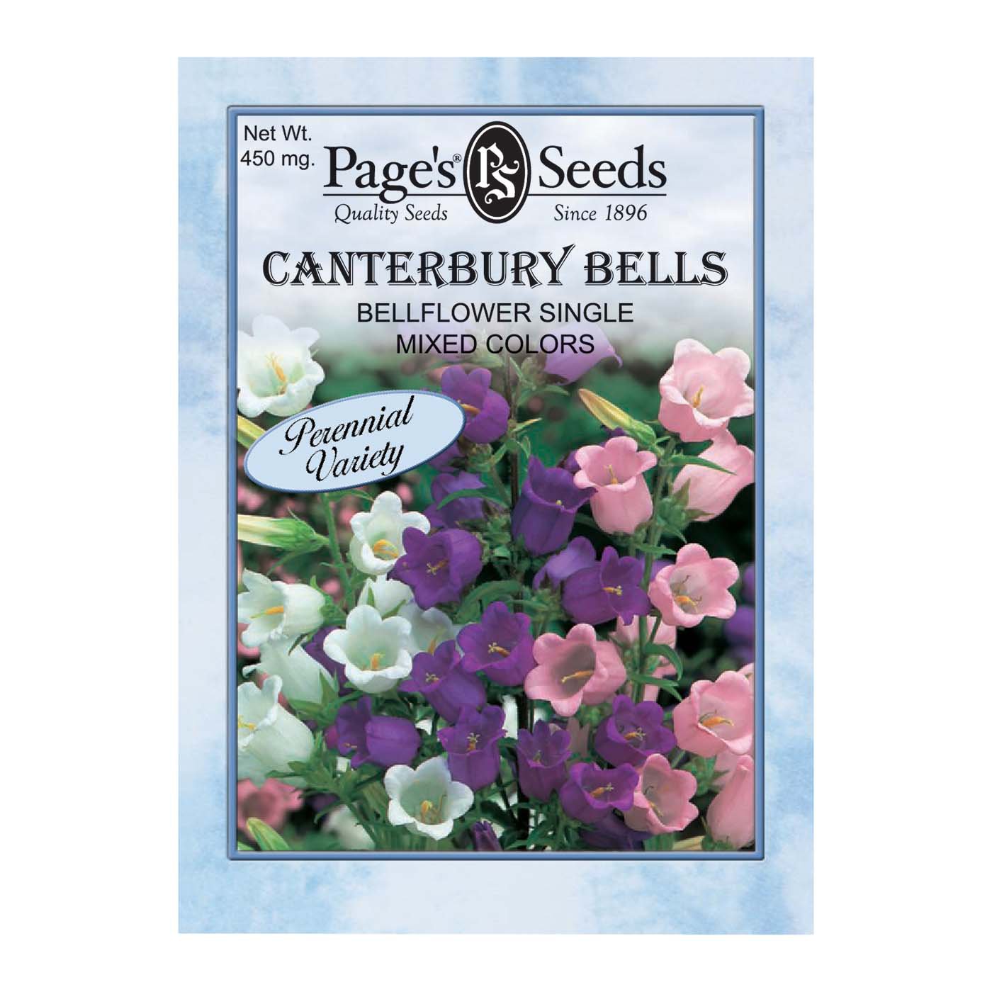 Growing Canterbury Bells From Seed: A Complete Guide