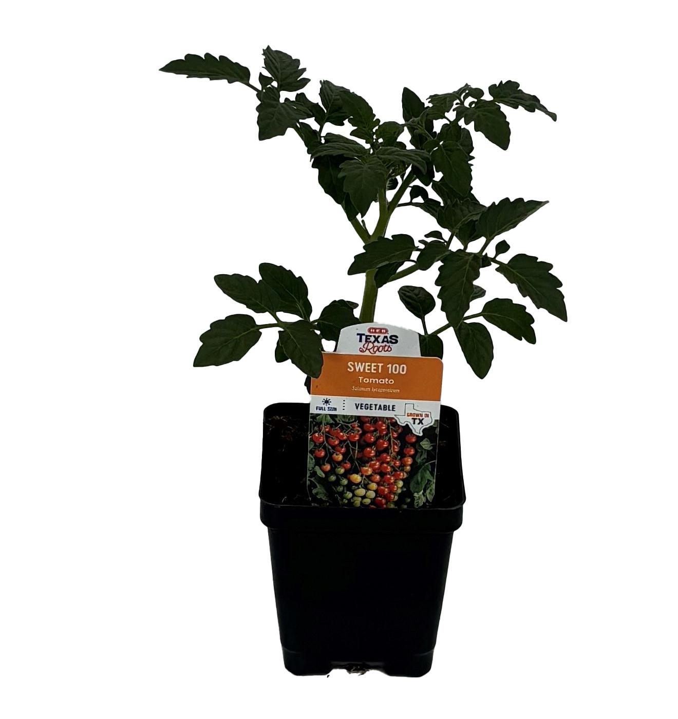 HEB Texas Roots Sweet 100 Tomato Plant Shop Potted plants at HEB